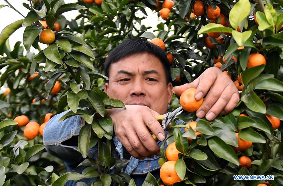 CHINA-GUANGXI-ORANGE-HARVEST (CN)