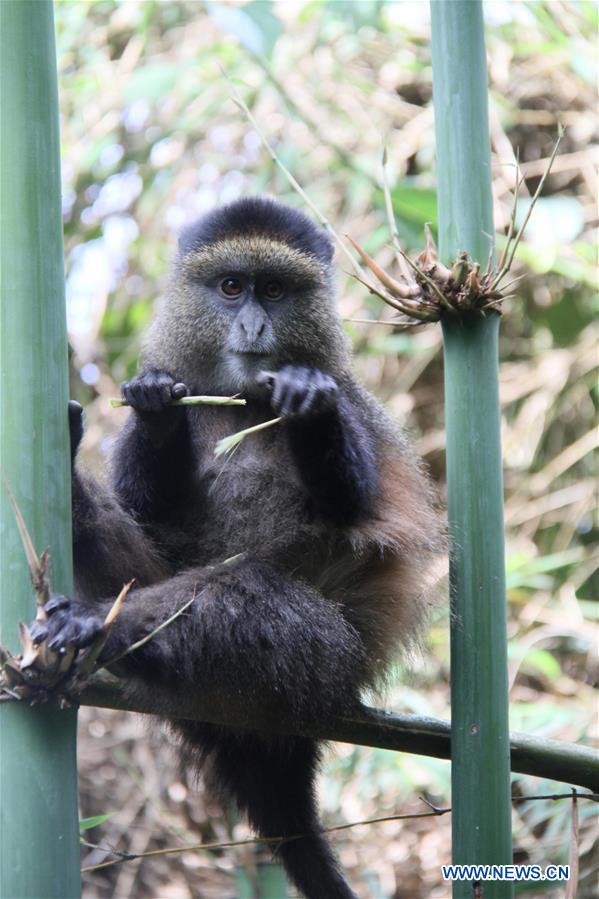 RWANDA-VOLCANOES NATIONAL PARK-GOLDEN MONKEY