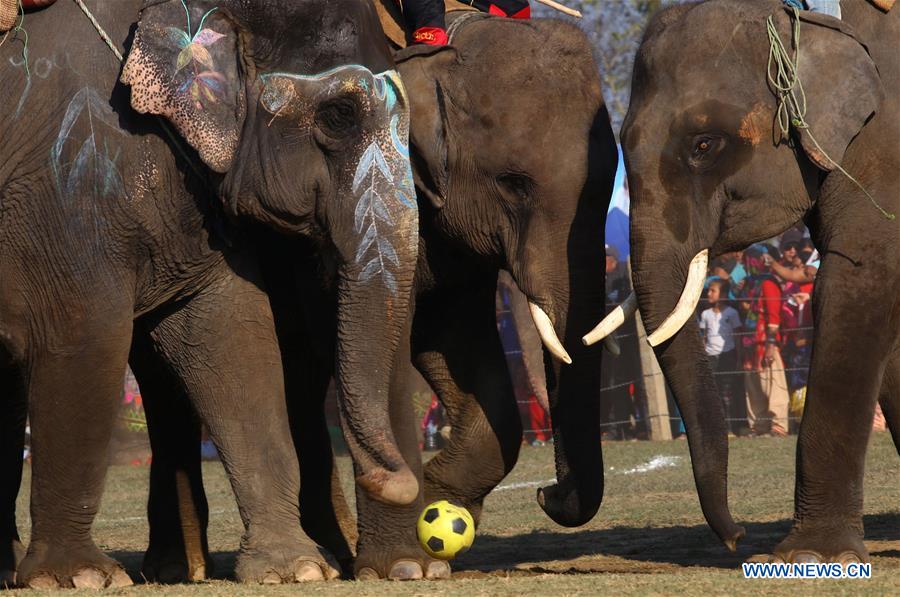 NEPAL-CHITWAN-ELEPHANT FESTIVAL