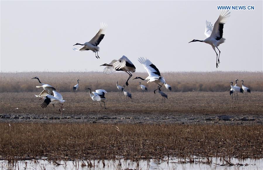 #CHINA-JIANGSU-CRANES (CN)