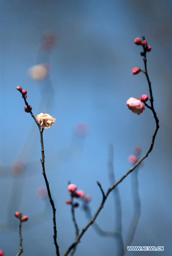 #CHINA-SPRING-PLUM BLOSSOM (CN) 