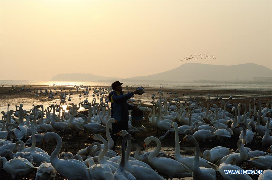 CHINA-SHANDONG-SWAN-PROTECTION (CN)