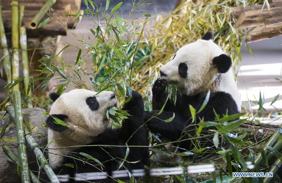 CANADA-TORONTO-GIANT PANDA-CHINESE NEW YEAR