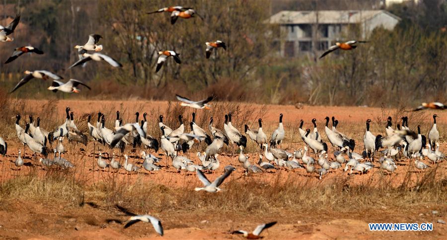 CHINA-YUNNAN-MIGRANT BIRDS (CN)