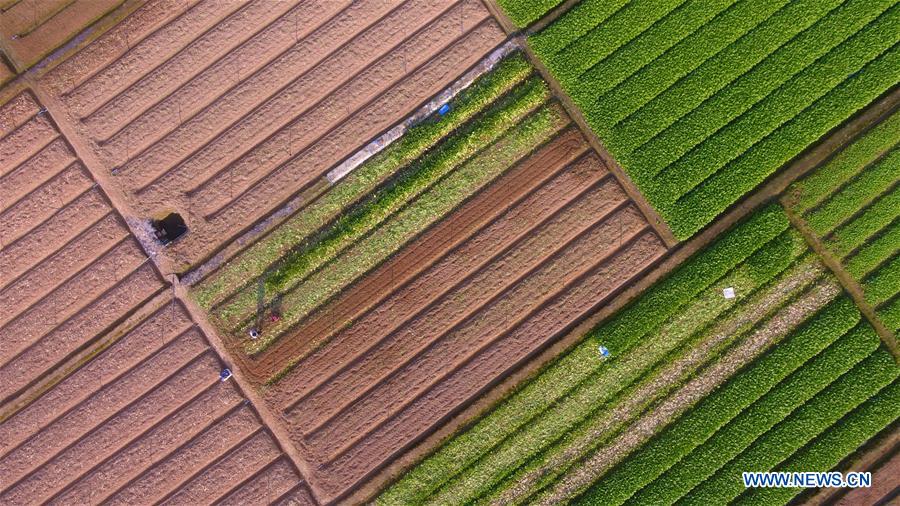 #CHINA-JINGZHE-FARM WORK (CN) 