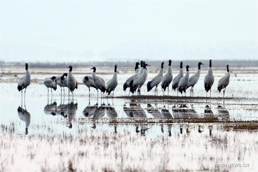 CHINA-GUIZHOU-BLACK-NECKED CRANES (CN)