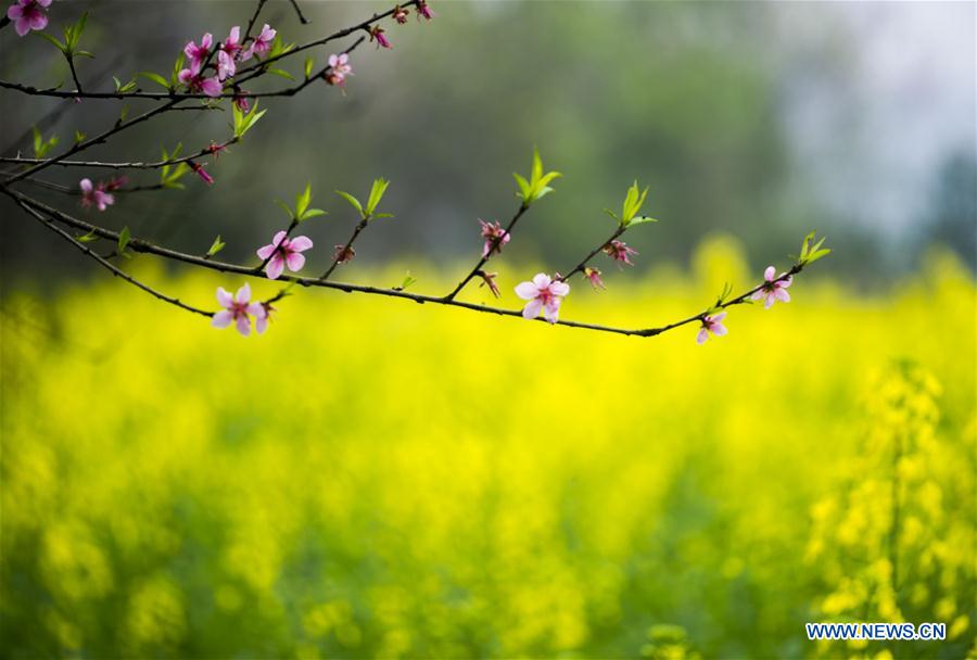 #CHINA-SPRING VIEWS (CN)