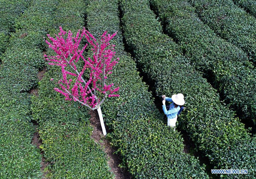 CHINA-SHAANXI-ZIYANG-TEA GARDEN (CN)