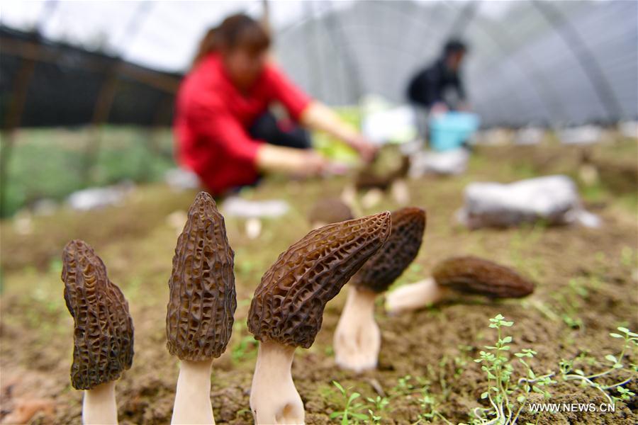 #CHINA-HUBEI-MOREL MUSHROOM-HARVEST (CN)