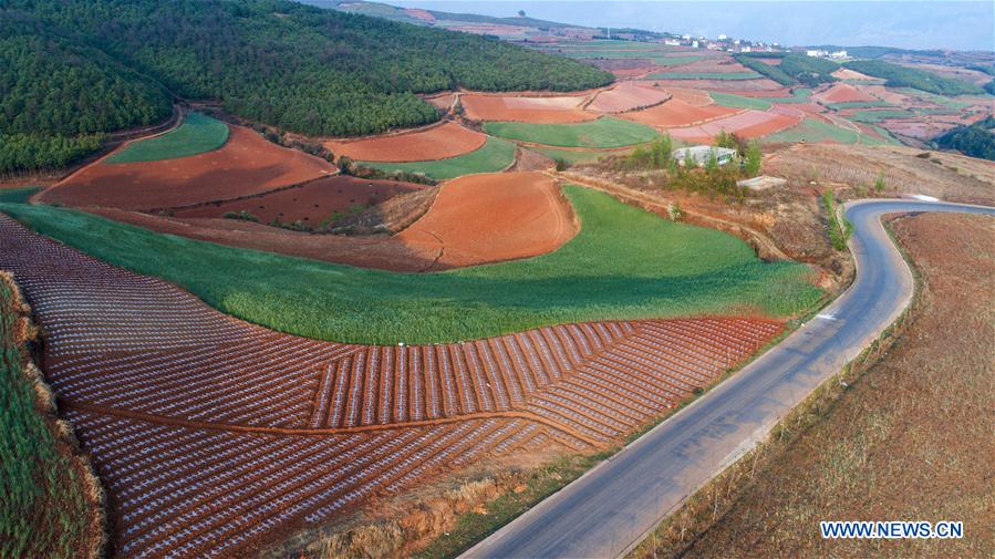 CHINA-YUNNAN-DONGCHUAN RED LAND-SCENERY (CN)