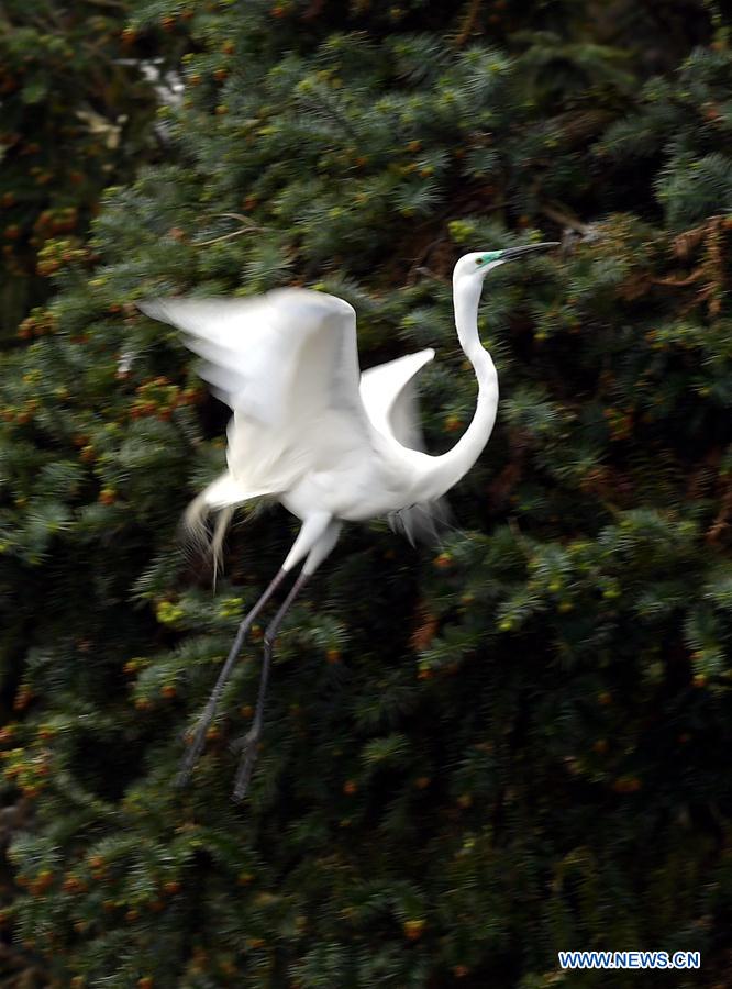 CHINA-JIANGXI-EGRETS (CN)