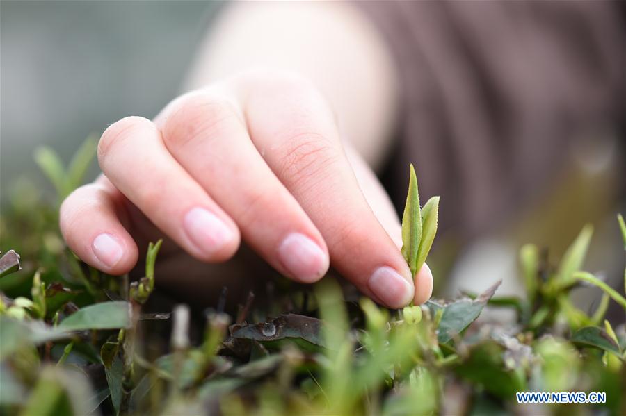 #CHINA-SPRING-TEA GARDEN (CN)