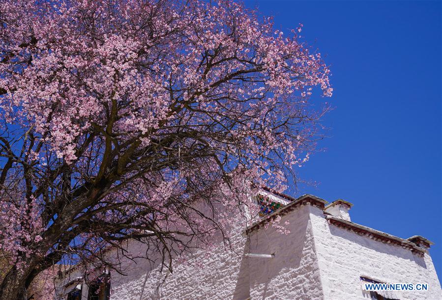 CHINA-TIBET-MONASTERY-FLOWER(CN)