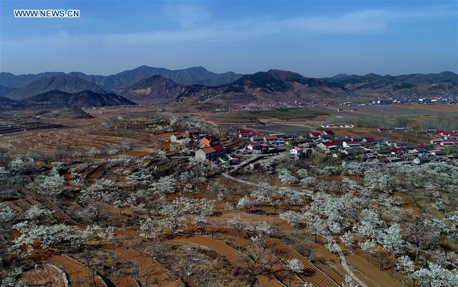 CHINA-HEBEI-PEAR BLOSSOM (CN)