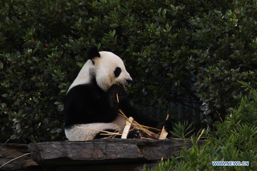 AUSTRALIA-CANBERRA-GIANT PANDAS