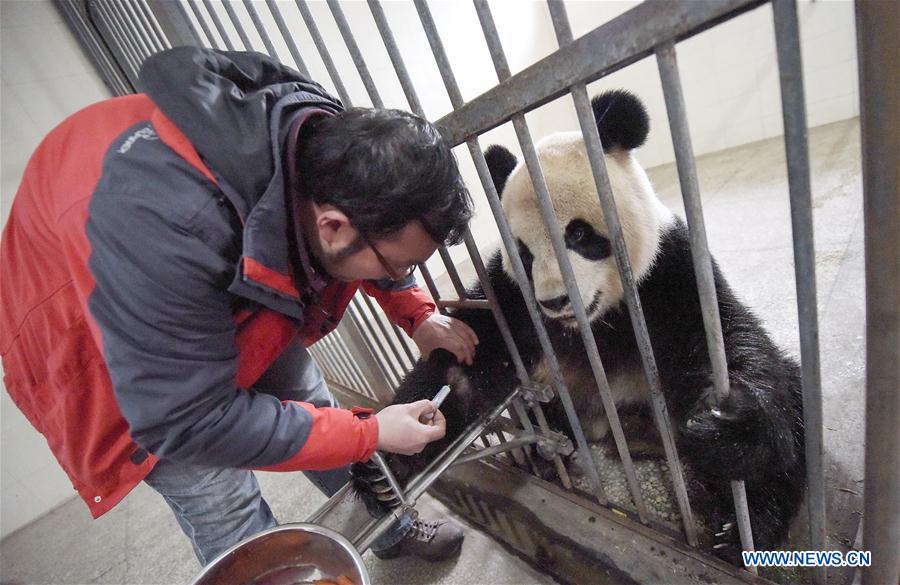 CHINA-SICHUAN-PANDA CENTER-CONSERVATION-RESTORATION (CN)