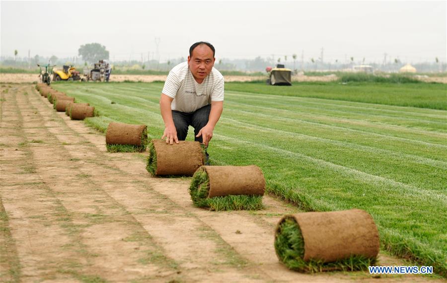 CHINA-HEBEI-CANGZHOU-RURAL ENTREPRENEUR STORY (CN)