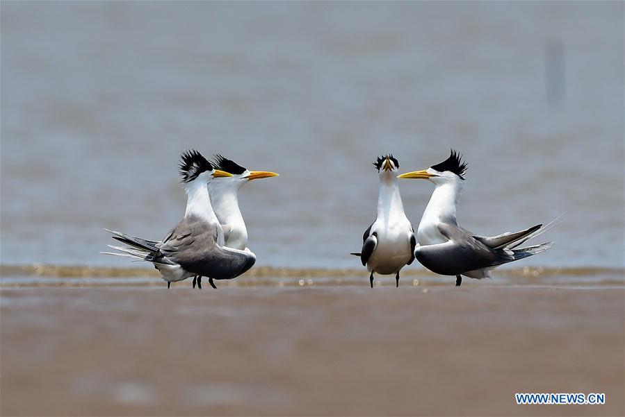 CHINA-FUJIAN-GREAT CRESTED TERN (CN)