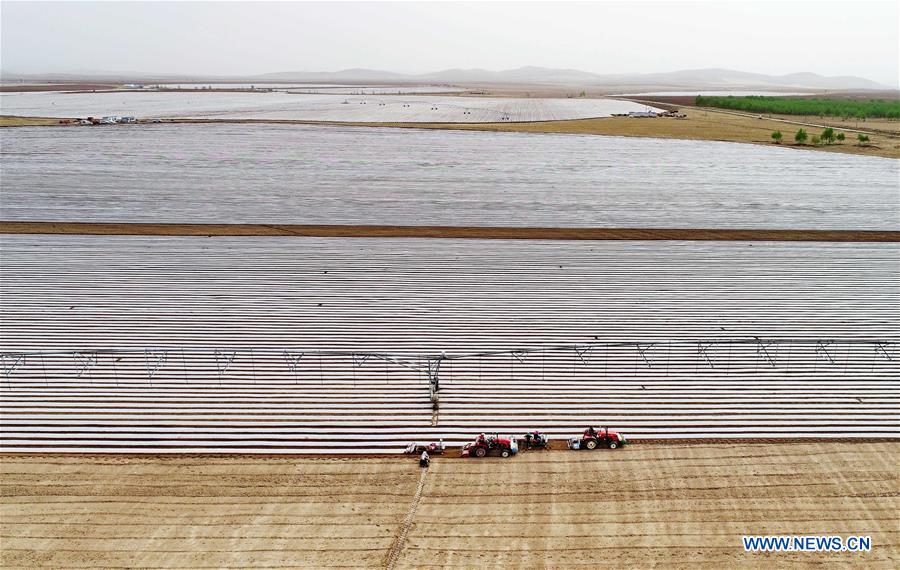 CHINA-HEBEI-EARLY SUMMER-FARMING (CN)