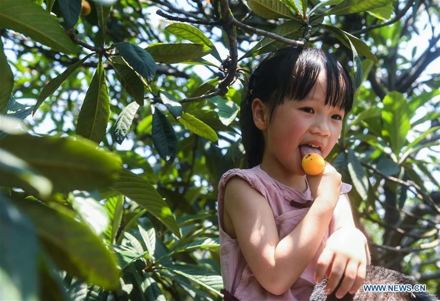 CHINA-ZHEJIANG-LOQUAT-HARVEST (CN)