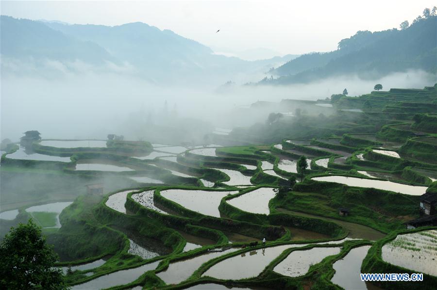 CHINA-GUIZHOU-LIPING-TRADITIONAL PLOUGH (CN)