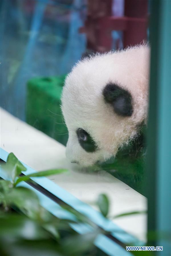 MALAYSIA-KUALA LUMPUR-CHINA-GIANT PANDA CUB-DEBUT