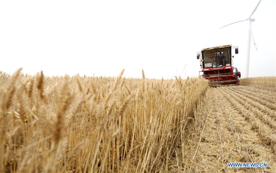 #CHINA-AGRICULTURE-WHEAT-HARVEST (CN)