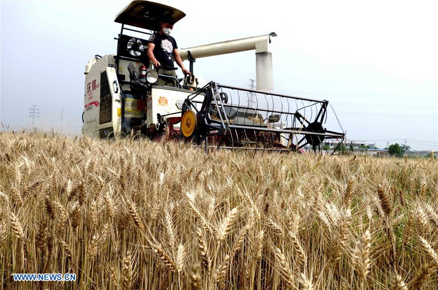 #CHINA-EARLY SUMMER-FARM WORK(CN)