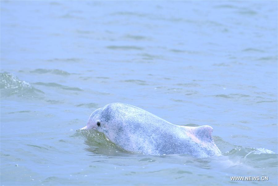 CHINA-GUANGXI-WILD ANIMAL-DOLPHIN (CN)