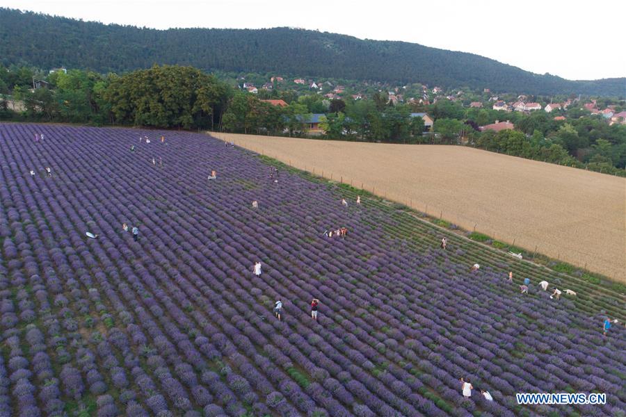 HUNGARY-PILISBOROSJENO-LAVENDER-HARVEST