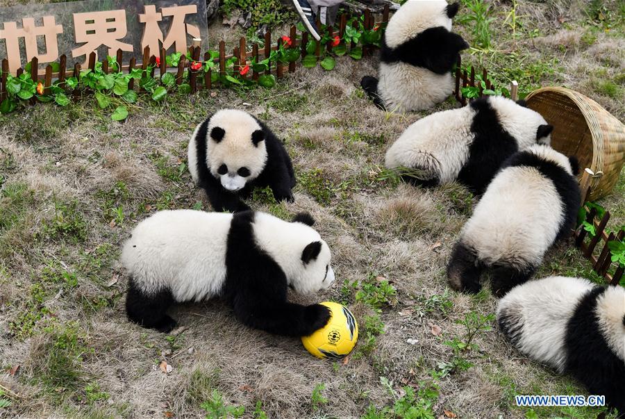 CHINA-SICHUAN-FOOTBALL-THEMED PARTY-GIANT PANDAS (CN)