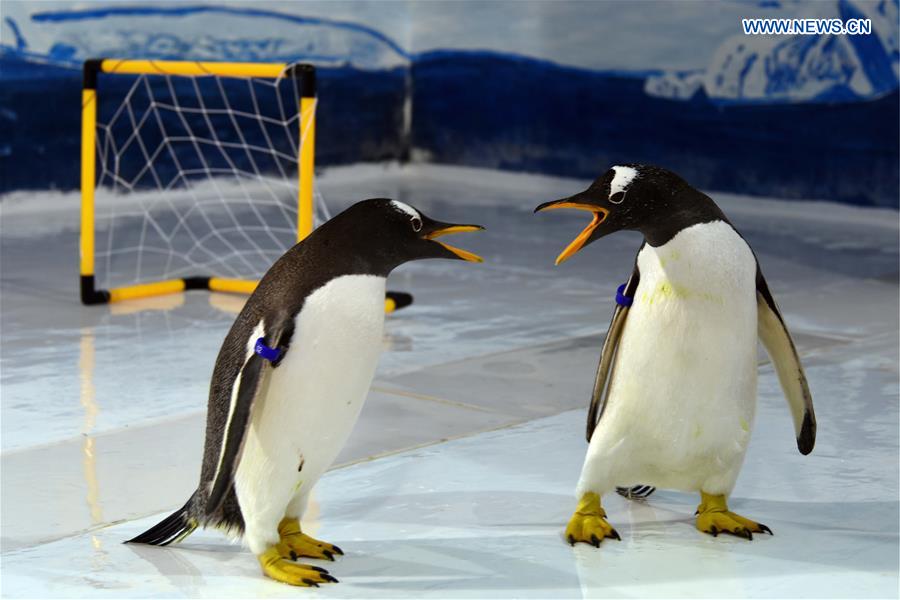 CHINA-HEILONGJIANG-PENGUINS-FOOTBALL GAME (CN)