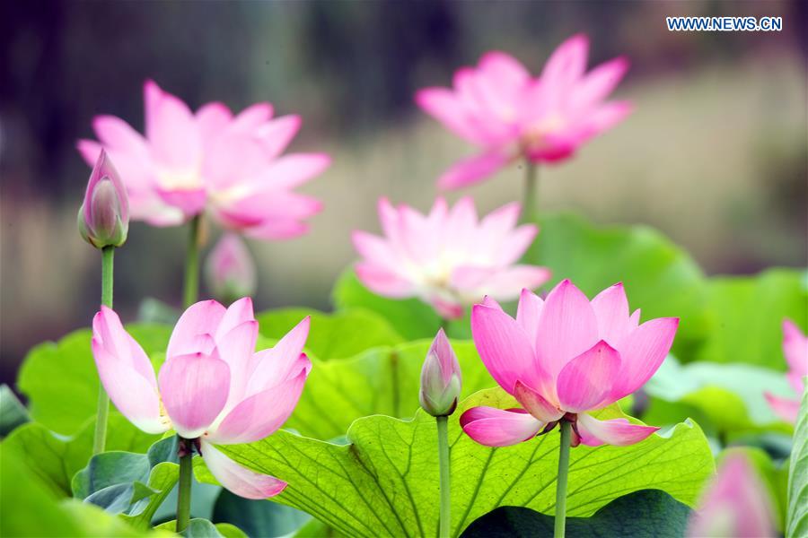 #CHINA-NATURE-LOTUS (CN)