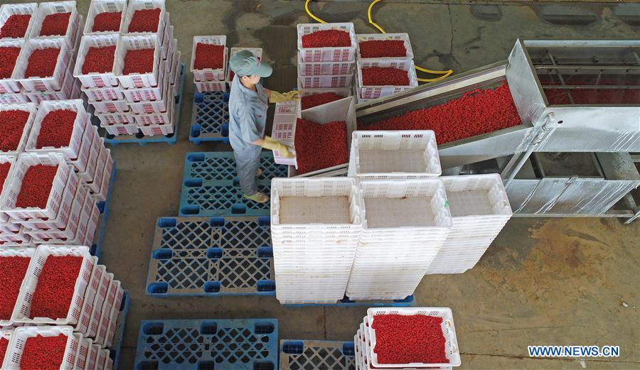 CHINA-NINGXIA-WOLFBERRY INDUSTRY-POVERTY ALLEVIATION (CN)