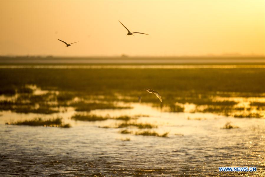 #CHINA-JIANGXI-POYANG LAKE-SCENERY (CN)