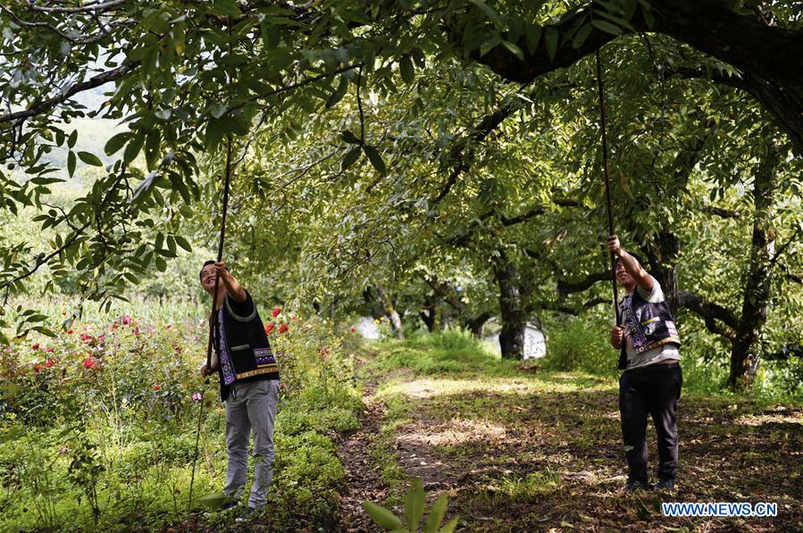 CHINA-YUNNAN-YANGBI-WALNUT PICKING FESTIVAL-TOURISM (CN)