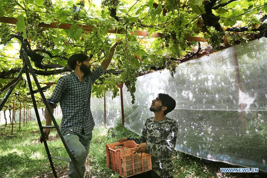 KASHMIR-SRINAGAR-GRAPE HARVEST