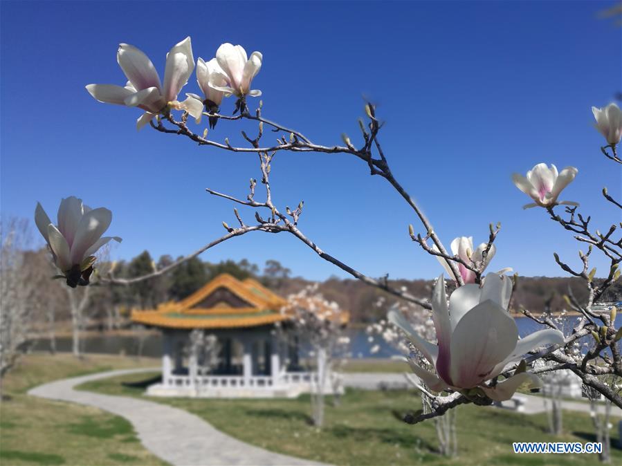 AUSTRALIA-CANBERRA-BEIJING GARDEN-SPRING