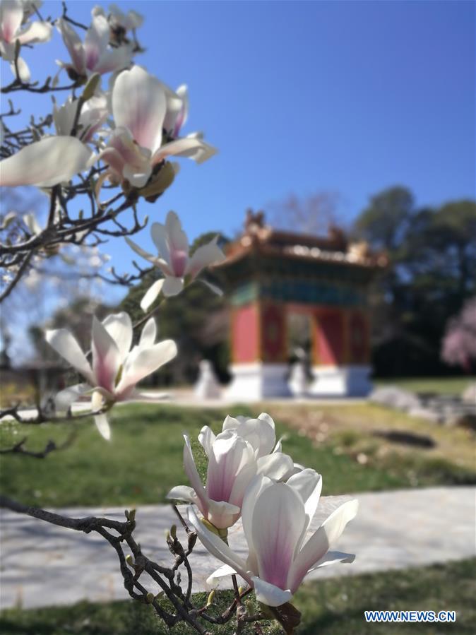 AUSTRALIA-CANBERRA-BEIJING GARDEN-SPRING