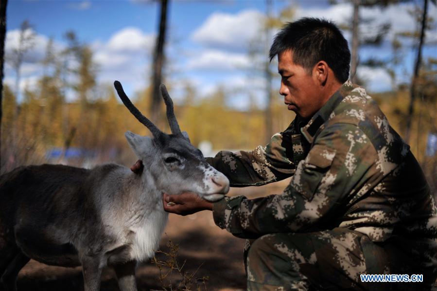 CHINA-INNER MONGOLIA-REINDEER-CONSERVATION-BREEDING (CN)