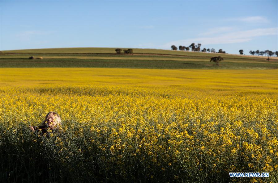 AUSTRALIA-NEW SOUTH WALES-FLOWERS