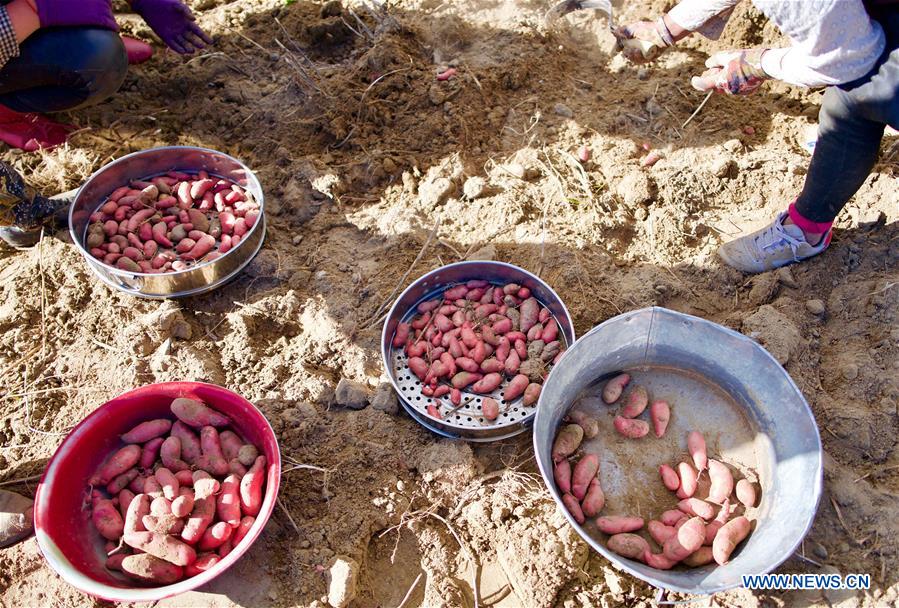 CHINA-TIBET-GONGGAR-HARVEST (CN)