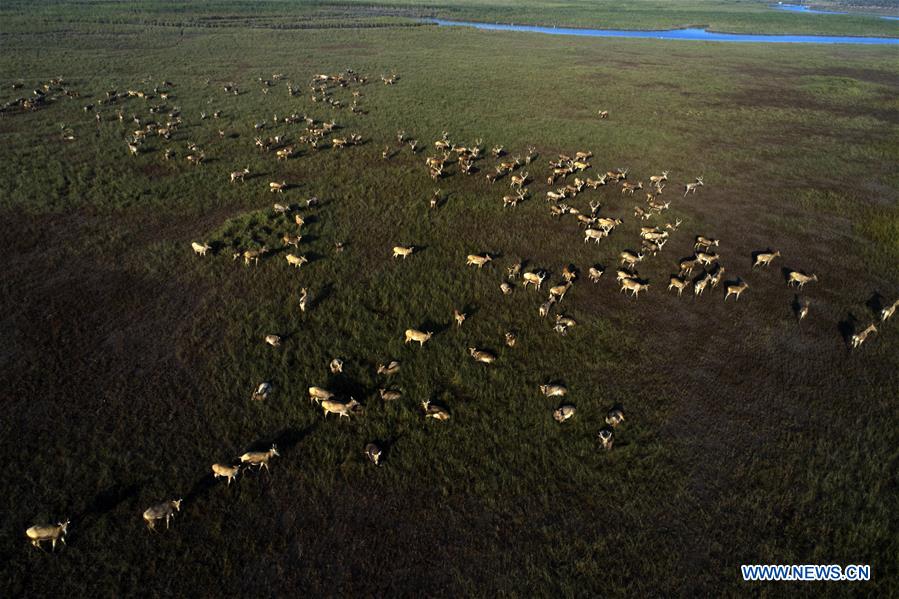 #CHINA-JIANGSU-YANCHENG-MILU DEER (CN)