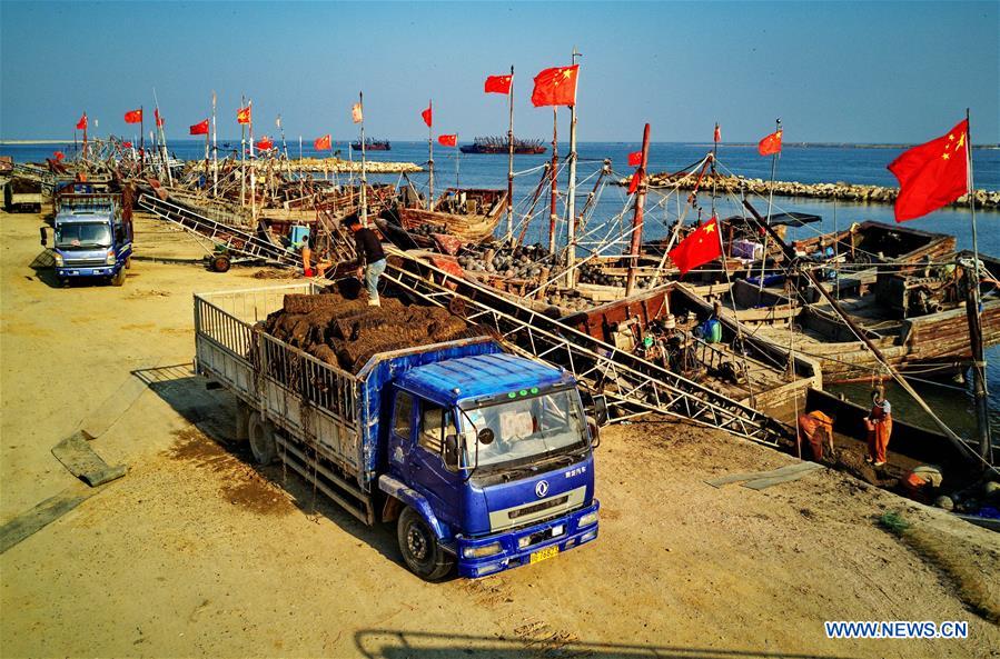 CHINA-HEBEI-CHANGLI-SCALLOP (CN)