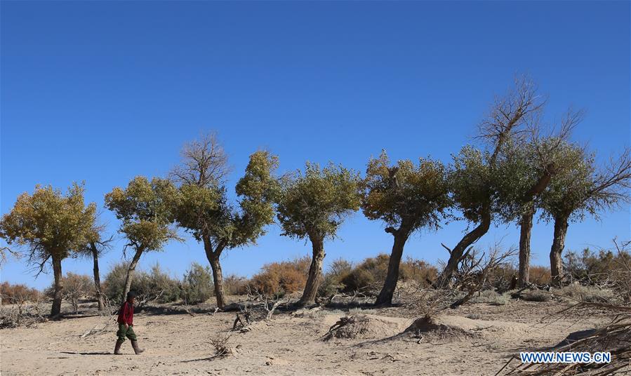 CHINA-INNER MONGOLIA-DESERT POPLAR (CN)