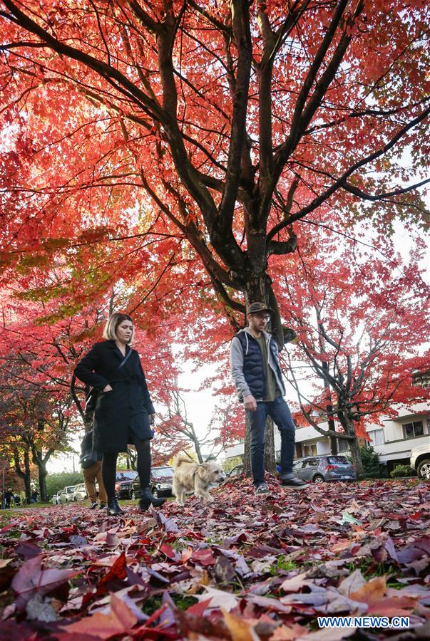 CANADA-VANCOUVER-AUTUMN-MAPLE