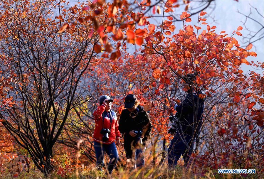 #CHINA-AUTUMN SCENERY (CN)