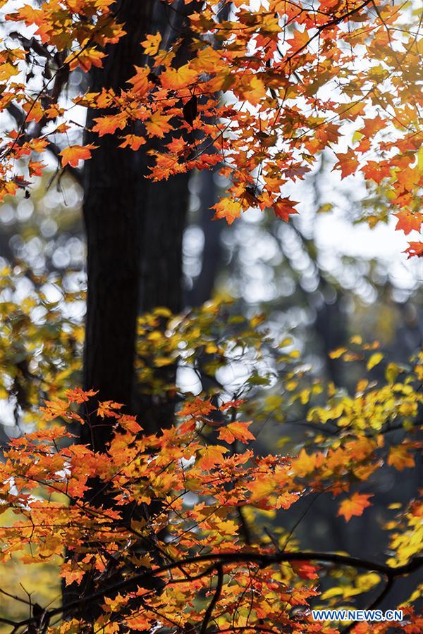 #CHINA-AUTUMN SCENERY (CN)