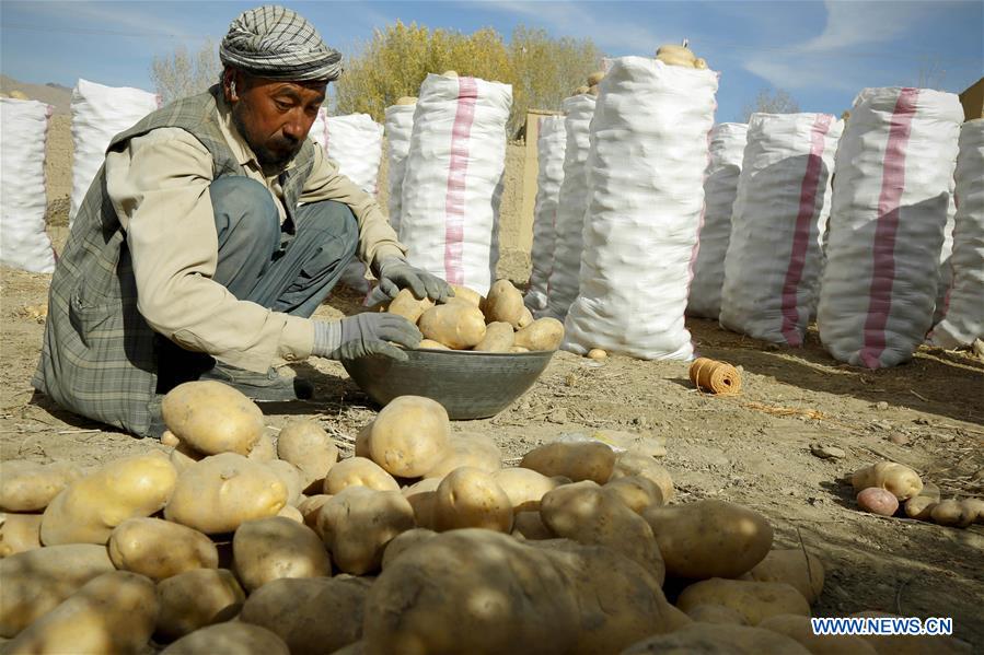 AFGHANISTAN-BAMYAN-AGRICULTURE-POTATO