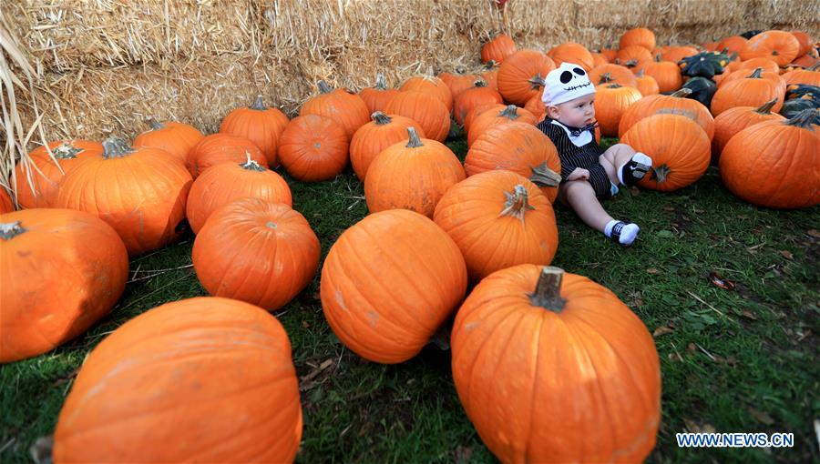 U.S.-LOS ANGELES-PUMPKIN FESTIVAL